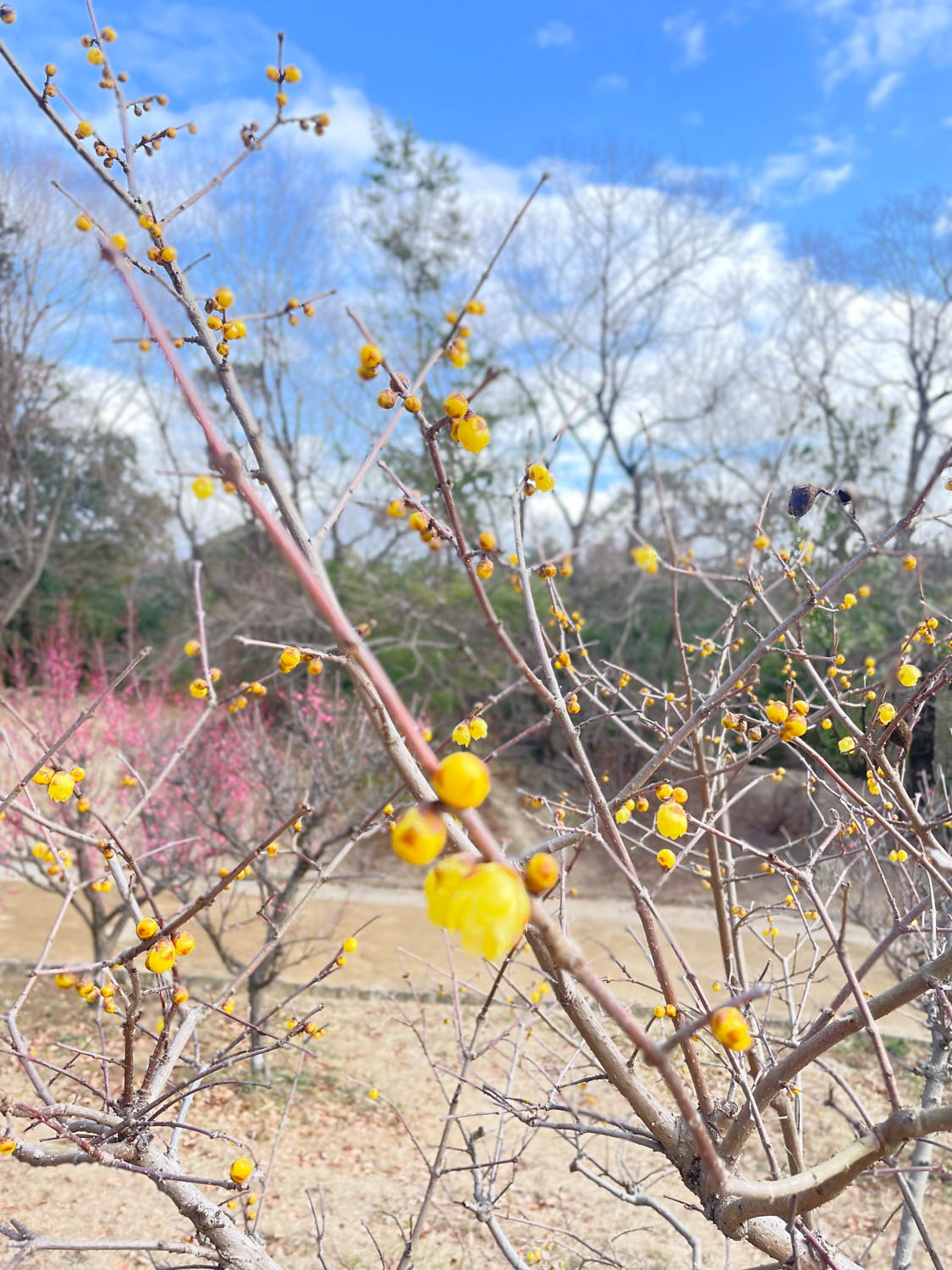 Spring is Here 蝋梅